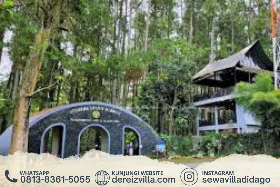 Eksplorasi Keindahan Alam di Taman Hutan Raya Djuanda Dago Bandung