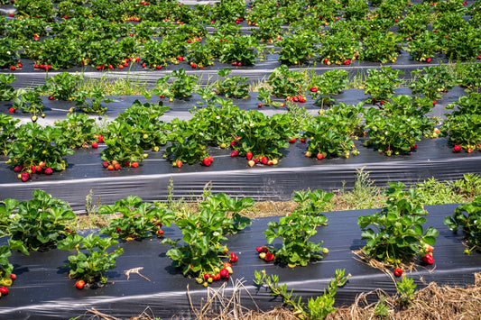 Kebun stroberi hijau dengan buah merah segar siap dipetik